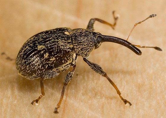Anthonomus eugenii Cano, 1894 kwieciak