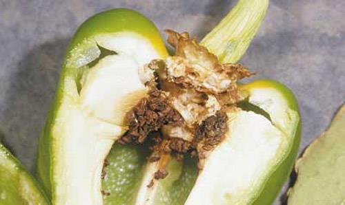 Anthonomus eugenii Cano,