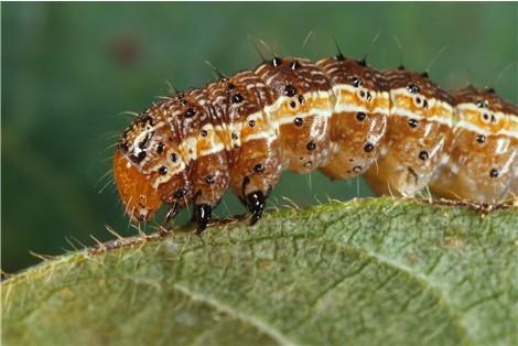 Spodoptera frugiperda (J.E.