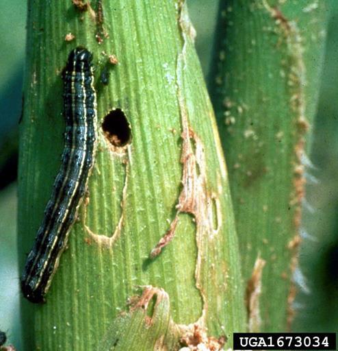 https://www.cropscience.bayer.