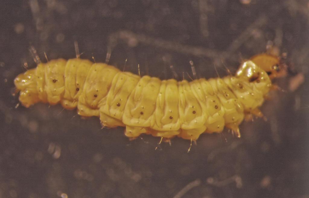 Tuta absoluta