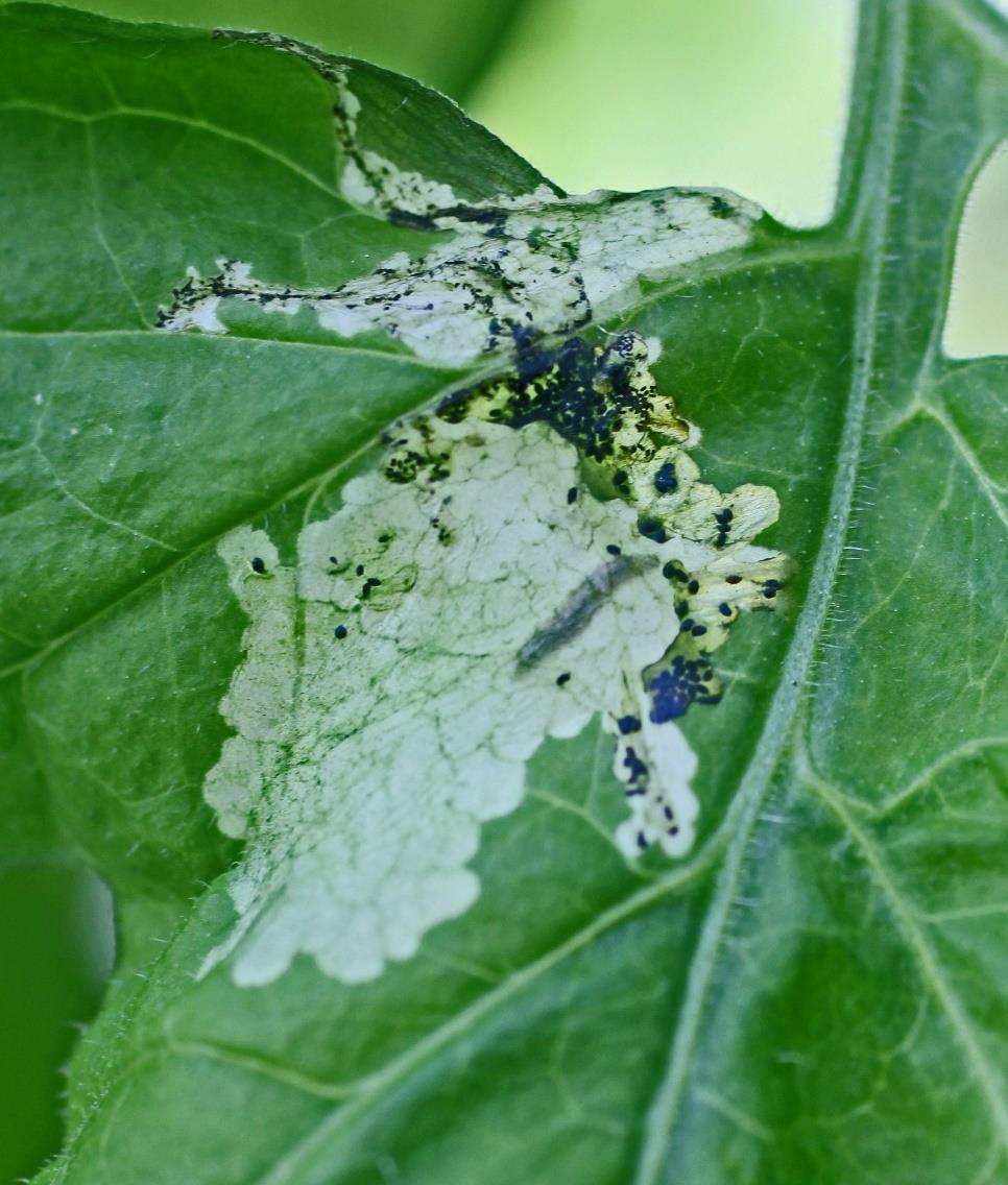 Tuta absoluta