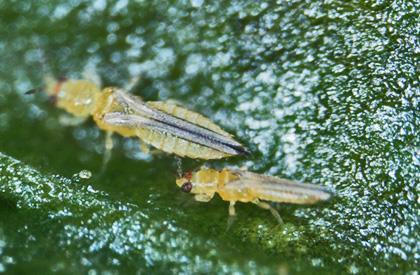 Scirtothrips dorsalis Hood, 1919 wciornastek