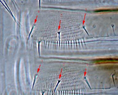 Scirtothrips