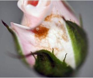 Scirtothrips