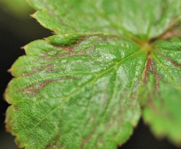Scirtothrips dorsalis Hood,
