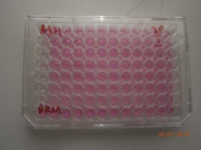 Fot. 7. Wielozagłębieniowa płytka do badań cytotoksyczności na hodowlach komórkowych w warunkach in vitro, fot.