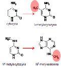 METYLAZY Transferazy katalizujące metylację DNA (kowalencyjne przyłączenie grupy metylowej CH 3 ) dam Metylaza przenosi z S-adenozylometioniny (SAM) resztę