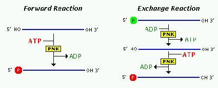 Terminalna deoksynukleotydo Transferaza (TdT) (katalizuje przyłączanie nukleotydów do końca 3 OH DNA w cząsteczkach jednoniciowych lub dwuniciowych przy lepkich końcach; nie wymaga obecności