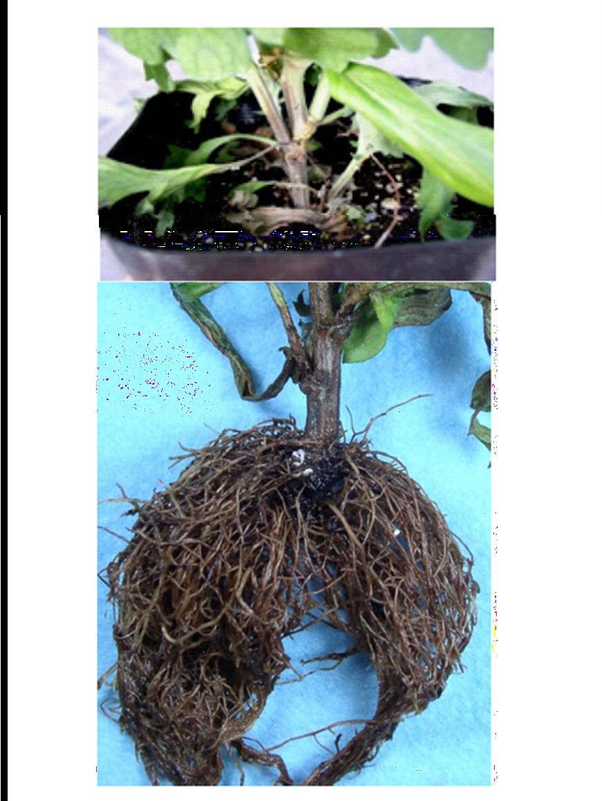 Załącznik 1 Fot. Chryzantema porażona Phytophthora chrysanthemi (fot. dr K.