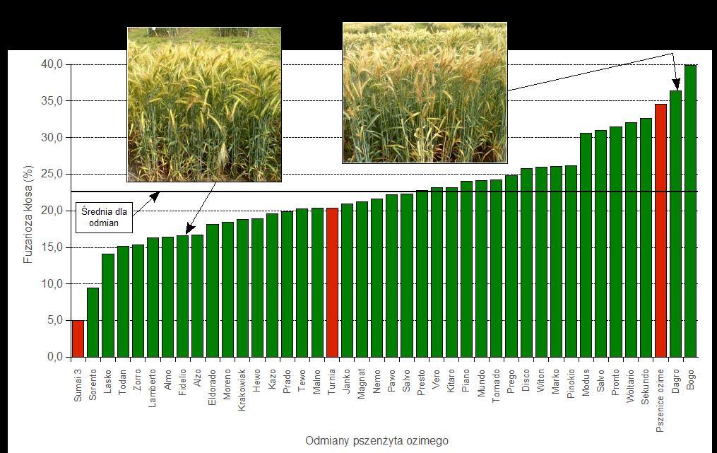 Reakcja 38 odmian pszenżyta ozimego na inokulację kłosów izolatami Fusarium culmorum w latach 2002 2004. 6) Góral T., Ochodzki P., Bulińska-Radomska Z. 2012.