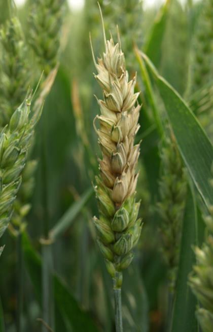 Grzyby z rodzaju Fusarium powodują różne choroby zbóż takie jak zgorzele korzeni i podstawy źdźbła, fuzariozy liści i kłosa. Spośród tych chorób największe znaczenie ma fuzarioza kłosów.
