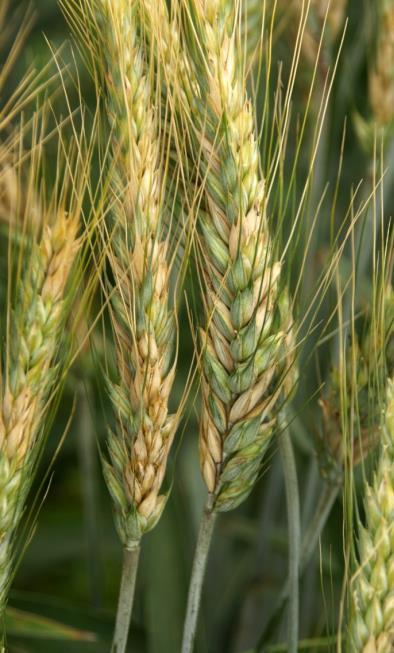 Najbardziej podatna na fuzariozę kłosów jest pszenica twarda (Triticum turgidum ssp. durum), u której jak dotąd nie zidentyfikowano form odpornych. Pszenica zwyczajna (T. aestivum ssp.