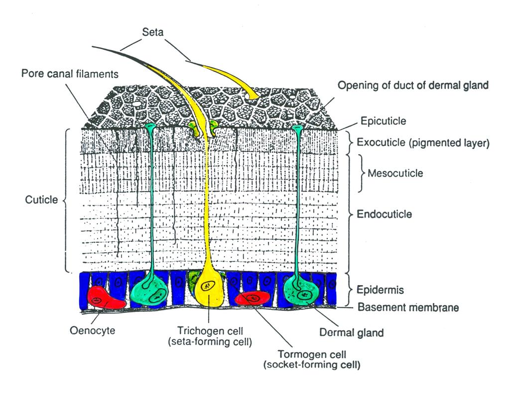 szczecina kanał porowy otwory kanałów komórek epidermalnych PROKUTIKULA ENDOKUTIKULA epikutikula EGZOKUTIKULA(pigmentowa) endok.