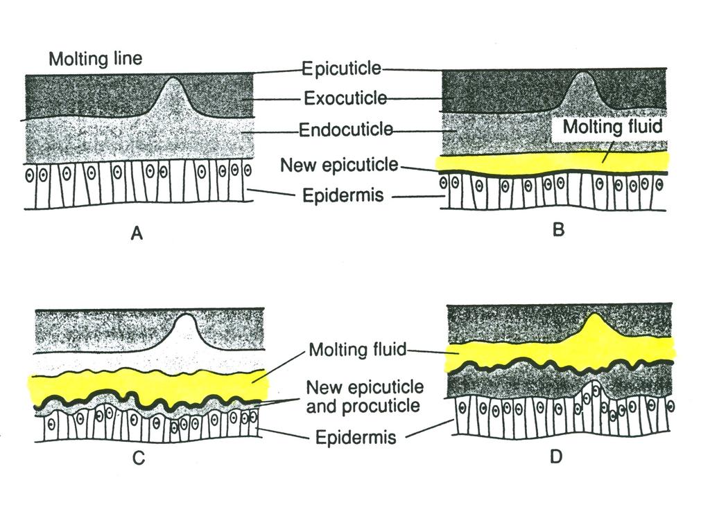 Linienie stawonogów warunkuje hormon linienia - ekdyzon płyn linkowy epikutikula egzokutikul a endokutikula