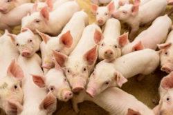 https://www. Szkodliwe działanie grzybów polega również na zmniejszeniu wartości biologicznej podawanej świniom paszy.