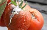 owoców (BBCH 6-89) (co 7-0 (co 7-0 przędziorki UPRAWA Pomidor ZWALCZANE CHOROBY szara pleśń, alternarioza,0 l/ha zapobiegawczo lub w momencie zaobserwowania