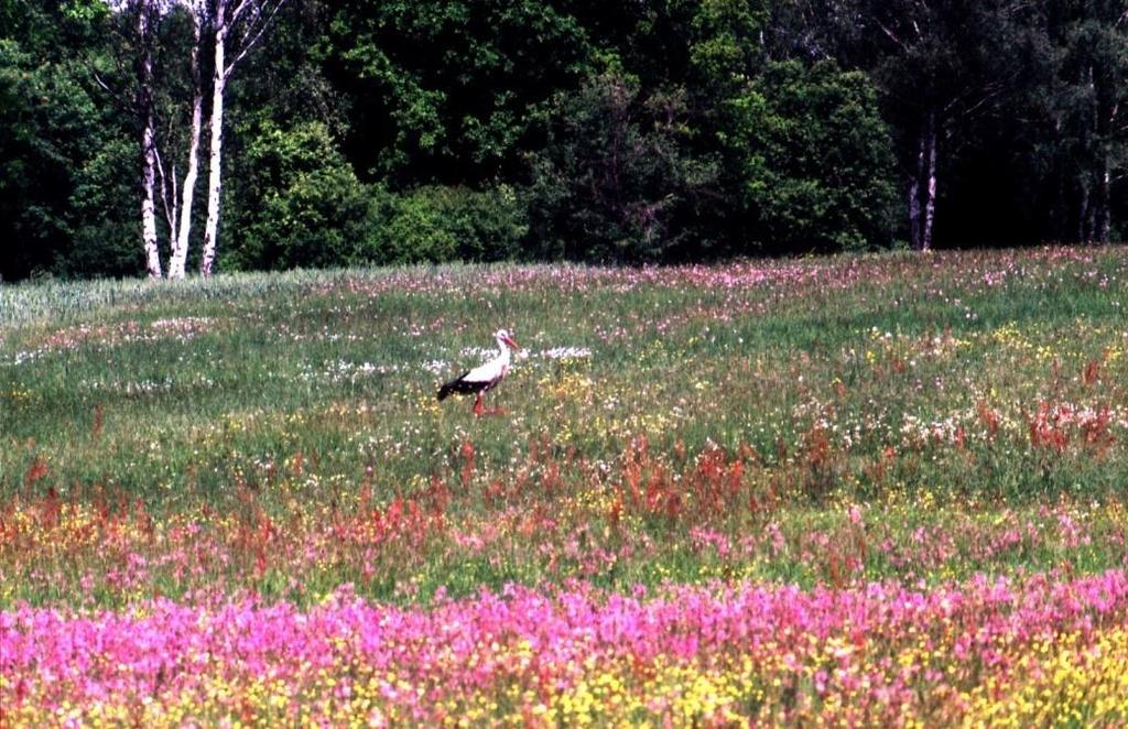 Fauna a bioróżnorodność