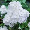 Dane aktualne na dzień: 10-01-2019 17:52 Link do produktu: http://www.goldplants.eu/bylina-plomyk-wiechowaty-bialy-floks-phlox-paniculata-white-b236-h-p-1155.