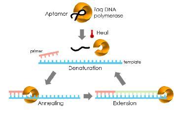 Anty Taq DNA aptamery - Aptamery to oligonukleotydy, które wiążą się specyficznie z określoną cząsteczką - W warunkach naturalnych stanowią część łańcucha mrna, która wiąże się z metabolitem - Do