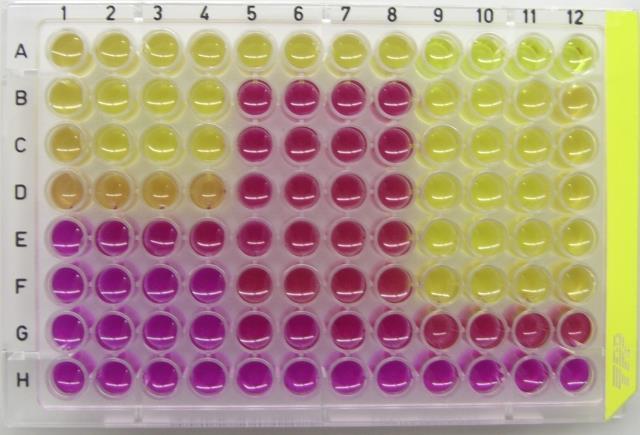 Zastosowania ocena związków aktywnych hormonalnie Substancje zaburzające funkcjonowanie układu hormonalnego (endocrine disruptors) Testy XenoScreen YES/YAS i XenoScreen XL YES/YAS Jeden test =