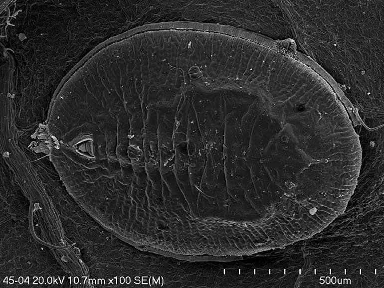 Mączliki (Hemiptera: Aleyrodidae) Ojcowskiego Parku Narodowego 23 Ryc. 4. Puparium Aleyrodes lonicerae. Mikrografia SEM A. Łatkiewicz & B. Wiśniowski Fig. 4. Puparium of Aleyrodes lonicerae.