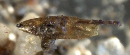 Ryc. 1. Typha sp.