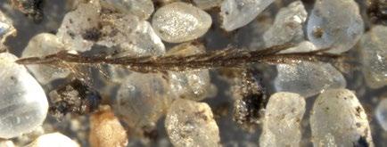 A seed of the bulrush (1.00 0.25 mm) Ryc.