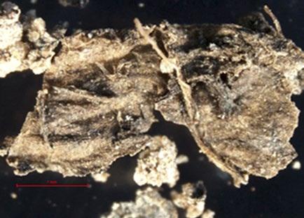 Ryc. 7. Tkanka roślinna (4,03 2,26 mm) Fig. 7. Plant tissue (4.