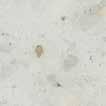 12022 chalk LRV 62.