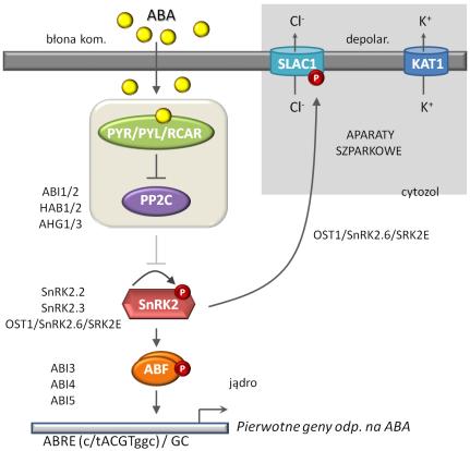 PYR/PYL-ABA-PP2C; a utworzenie tego