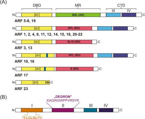 U Arabidopsis thaliana występuje 28 białek AUX/IAA i 23 białka ARF Czynniki transkrypcyjne ARF i represory