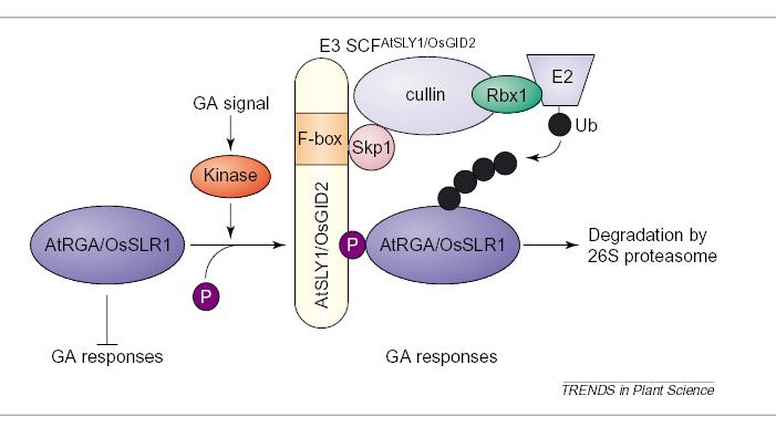 E3 SCF AtSLY1/OsGID2 Białka DELLA są represorami genów odpowiedzi giberelinowych Składnik ligazy
