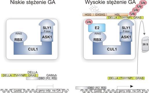 of ga1-3 [RGA], RGA-like1 [RGL1], [RGL2] i [RGL3] - Arabidopsis GID2: GA-INSENSITIVE DWARF2 /ryż/ LFY: