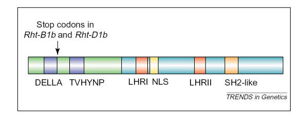 Budowa białek DELLA Białka MYB są aktywatorami wielu odpowiedzi giberelinowych.