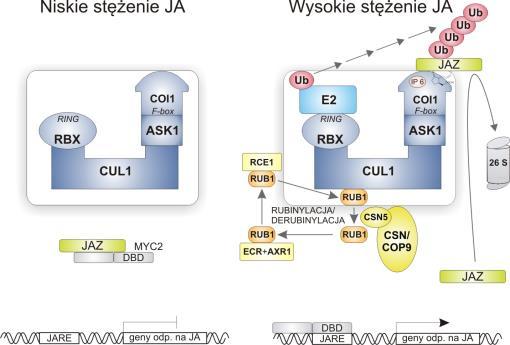 Funkcjonowanie łańcucha transdukcji sygnału jasmonianowego związane jest z systemem