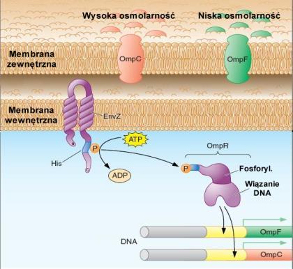 Reakcja bakterii na stres osmotyczny Chemotaksja ccw cw ccw Osmo OmpC OmpF Osmo OmpC OmpF Bakteria porusza się dzięki rotacjom wici Wicie