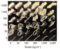 Percepcja i transdukcja sygnału cytokinin Kakimoto T: CKI1, a histidine kinase homolog implicated in cytokinin signal transduction. Science 1996, 274:982-985.