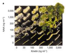 histydynowych Poszukiwania receptora cytokinin Właściwy receptor cytokinin zidentyfikowano dzięki analizie mutantów wooden-leg (wol) i cytokinin response 1 (cre1) Receptory cytokinin homologami