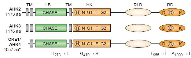 cytokinin response 1 WT AHK2, AHK3, CRE1/AHK4 posiadają dwie C-końcowe domeny regulatora odpowiedzi, dwie katalityczne domeny kinazy histydynowej oraz N- końcowe domeny transbłonowe (AHK2, AHK3