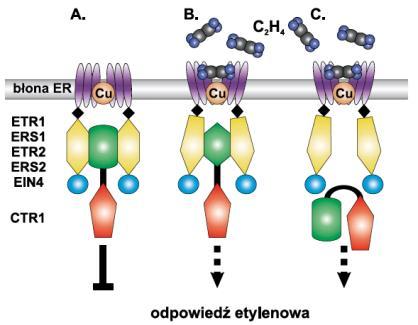 Rodzina receptorów etylenu u Arabidopsis Funkcjonowanie receptora etylenu GAF Podrodzina I ETR1 ERS1 83% 64% 64% 44-54% 38-41% 16-29% 32% EIN4 Podrodzina II ETR2 58% 54% 38% 53%