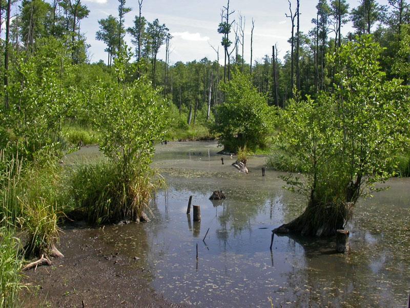 Program Rewitalizacji Gminy Pierzchnica na lata 2016-2023 Obszary NATURA 2000. Na terenie gminy znajduje się fragment Obszaru Specjalnej Ochrony Siedlisk Lasy Cisowsko- Orłowińskie o kodzie PLH260040.