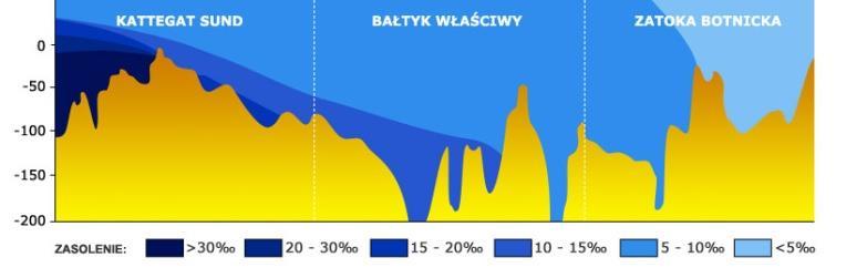 Bałtyk nasze morze Różnice zasolenia wód Bałtyku WWW.CMAS.