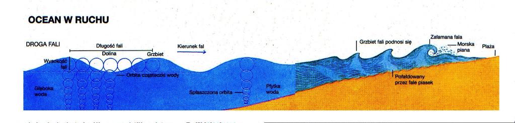 Falowanie morskie WWW.CMAS.