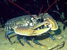 Stawonogi Homar