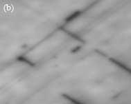 Rys. 15 Obrazy powierzchni o rozmiarach 50 40 µm struktur VECSEL obserwowanych pod mikroskopem optycznym: 4QW (a), 8QW (b), 12QW (c), 16QW (d).