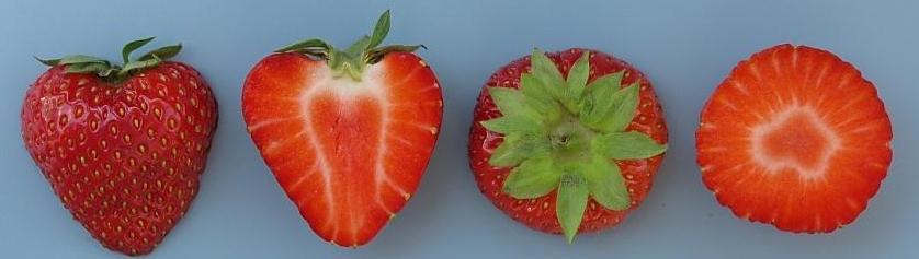 skórki pomarańczowoczerwona