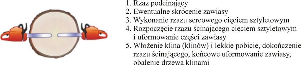 rozwarty, aby prawidłowo wykonać rzaz sercowy, rzaz dordzeniowy (sercowy)