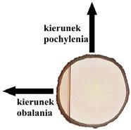 dalsze wykonywanie rzazu ścinającego do momentu uformowania zawiasy prowadzić krótkimi etapami kończonymi pobijaniem klinów i naciąganiem liny, aż do wyprostowania drzewa,
