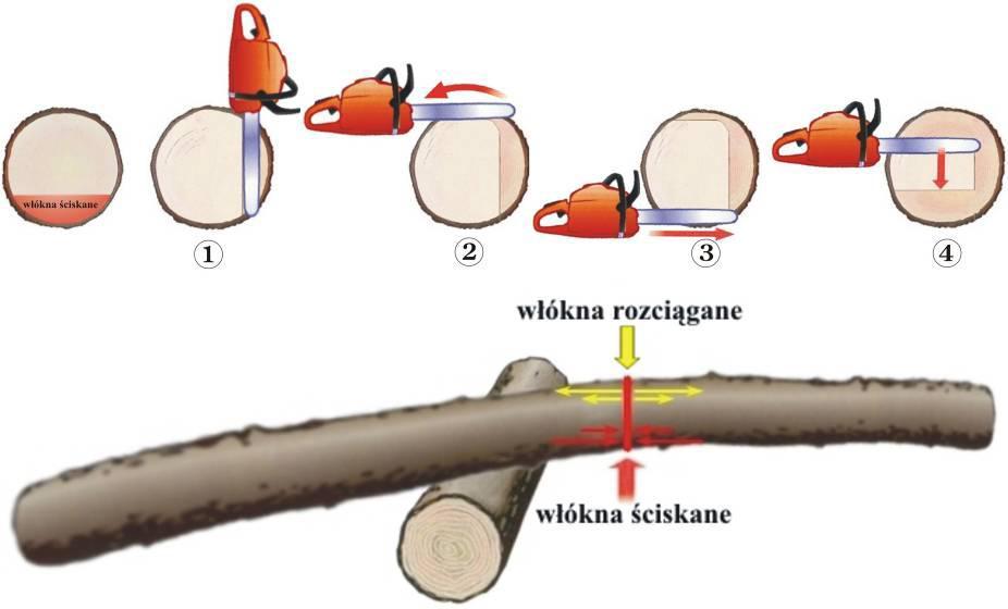 stronie strzały (rys.48): Rys.48 Przerzynka drewna, w którym włókna ściskane znajdują się w górnej części pnia.